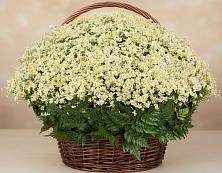 Цветочная композиция из Ромашки в корзине #REPLACE_PRED# Лагань