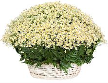 Цветочная композиция из Ромашки в корзине #REPLACE_PRED# Лагань